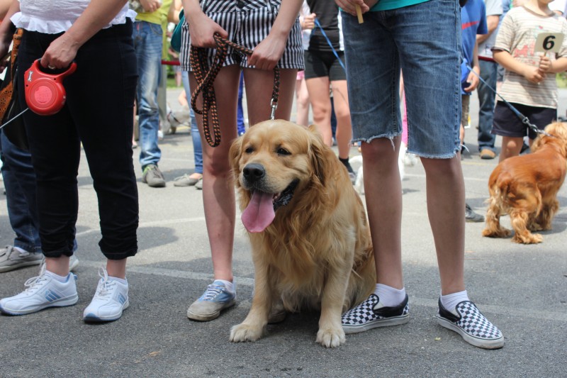 Dni Brzeska 2013 :: Najsympatyczniejszy pies